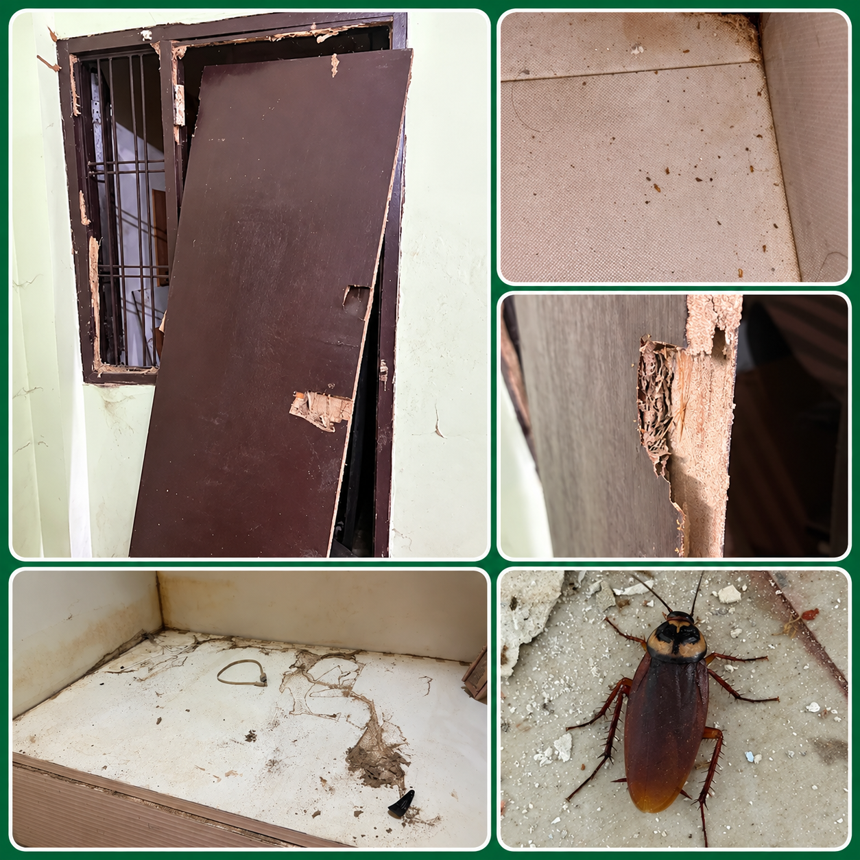 Professional pest and termite control service in Lucknow