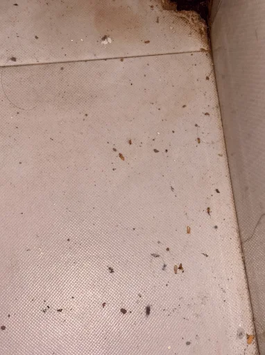 Professional termite control technician treating a residential property in Lucknow
